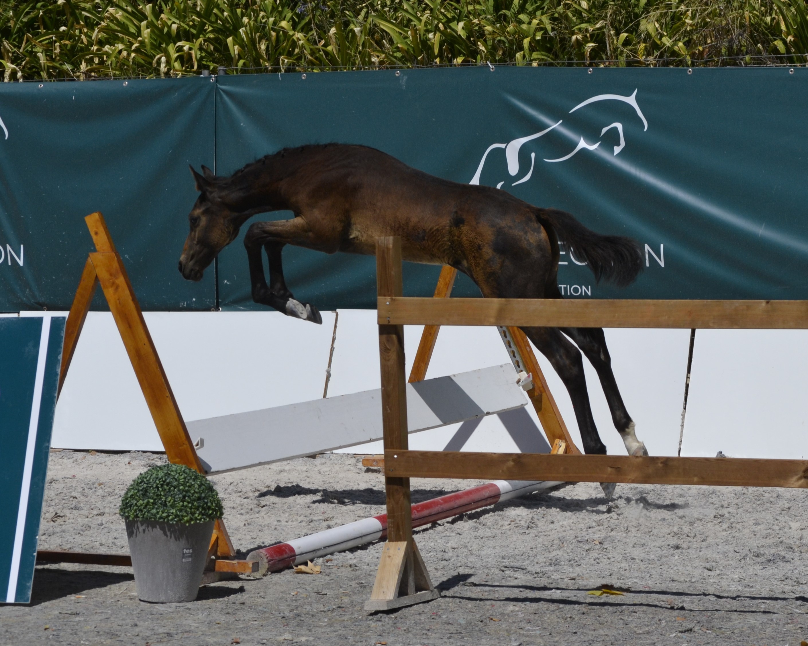 horse
